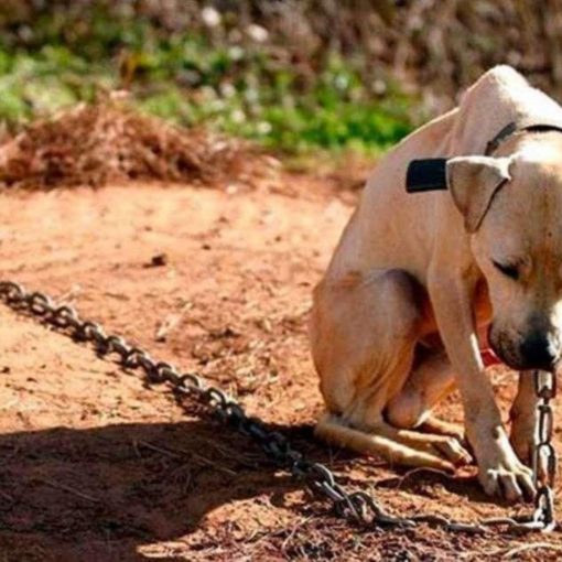 CÃES ACORRENTADOS