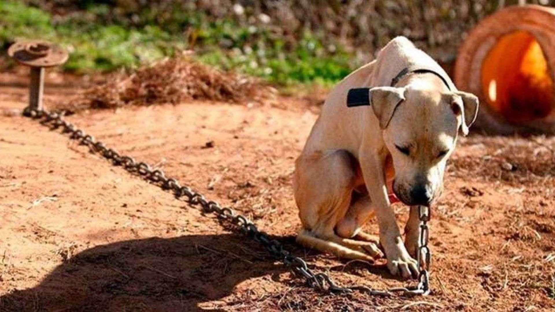 CÃES ACORRENTADOS