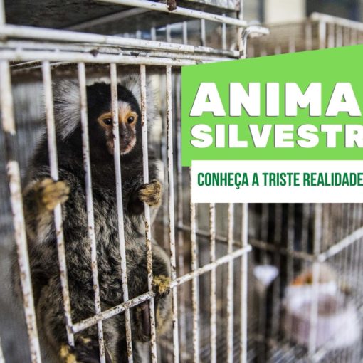 Animais silvestres