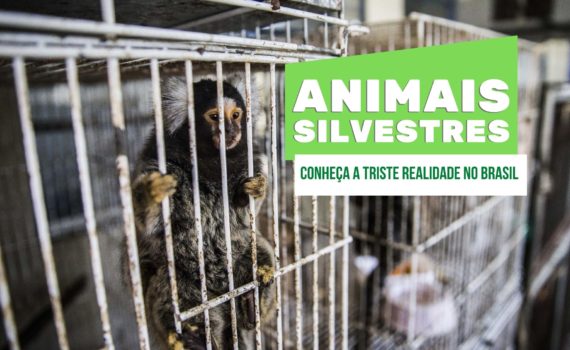 Animais silvestres