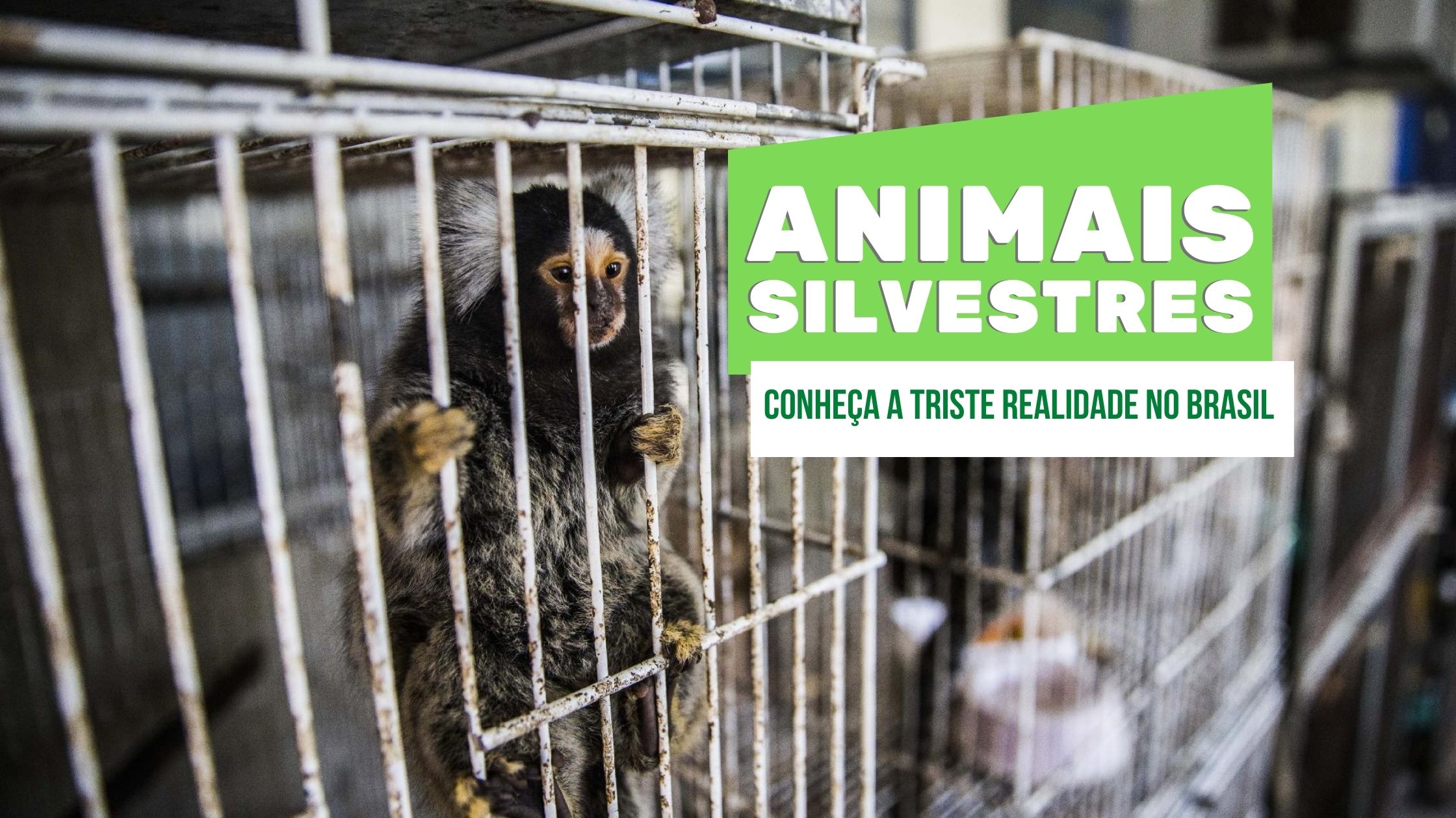 Animais silvestres