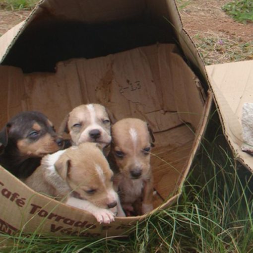 cães abandonados