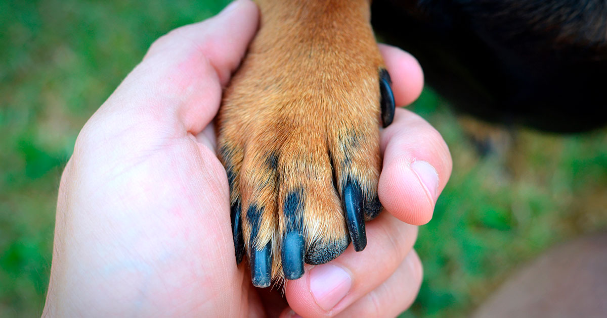 Adoção comunitária garante bem-estar de pets de rua