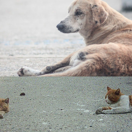animais de rua
