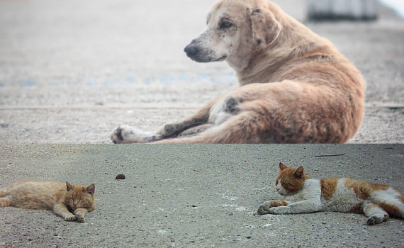 animais de rua